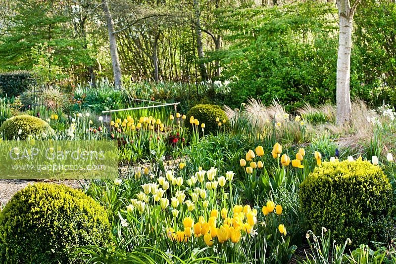 Parterres de printemps de tulipes et de jonquilles. Boîte topiaire. Tulipa 'Spring Green', Tulipa 'Strong Gold', Tulip 'Golden Apeldoorn '.