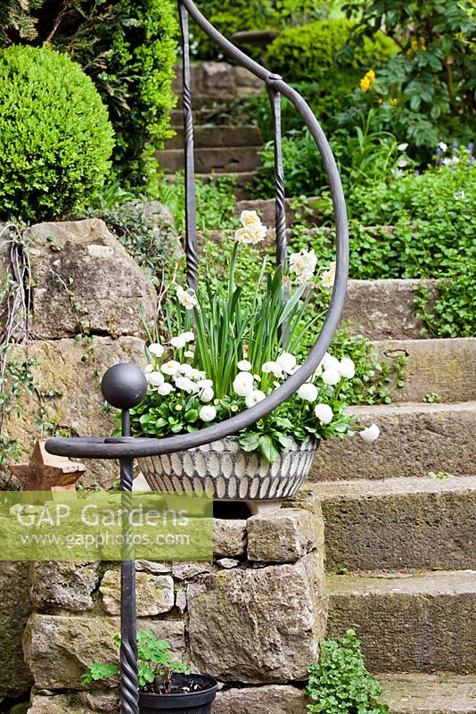 Escalier en pierre avec clôture en fer et pot à ressort de jonquilles et Bellis perenis.