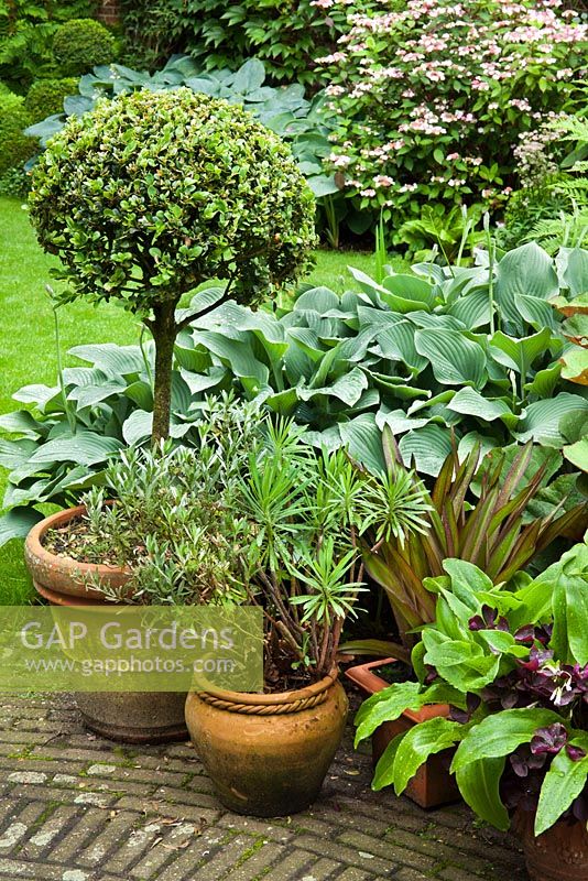 Les plantes en pot présentent Buxus sempervirens, Hosta 'Krossa Regal', Ligularia dentata, Eucomis bicolor et Eucomis comosa.