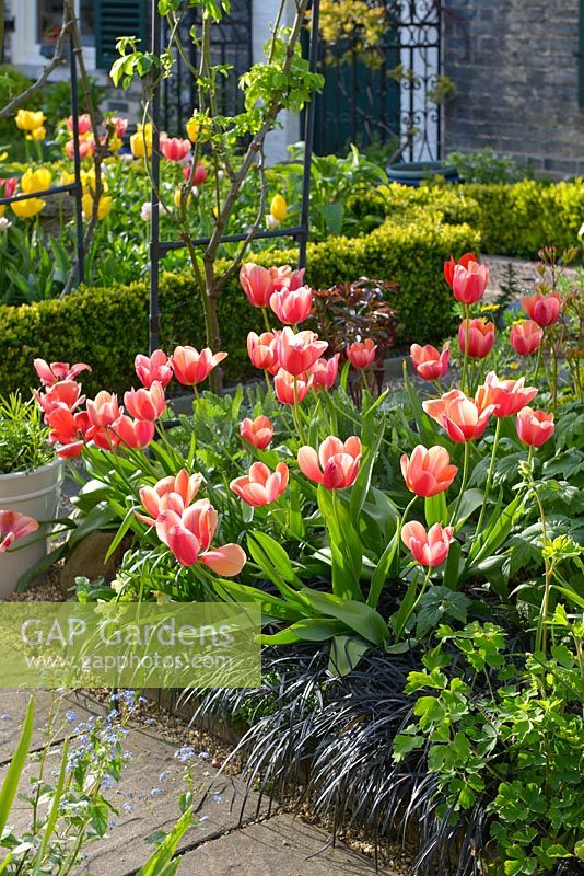 Jardin de ville formel au printemps. Tulipes, Ophiopogon planiscapus 'Nigrescens', bordure de boîte.