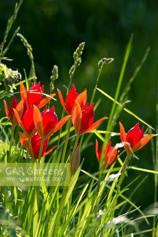 Tulipa sprengeri naturalisé dans l'herbe
