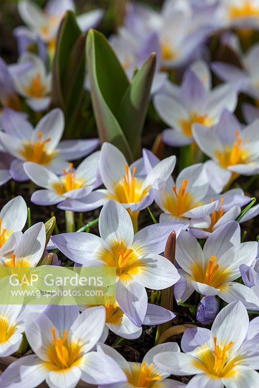 Crocus sieberi subsp. atticus 'Firefly'