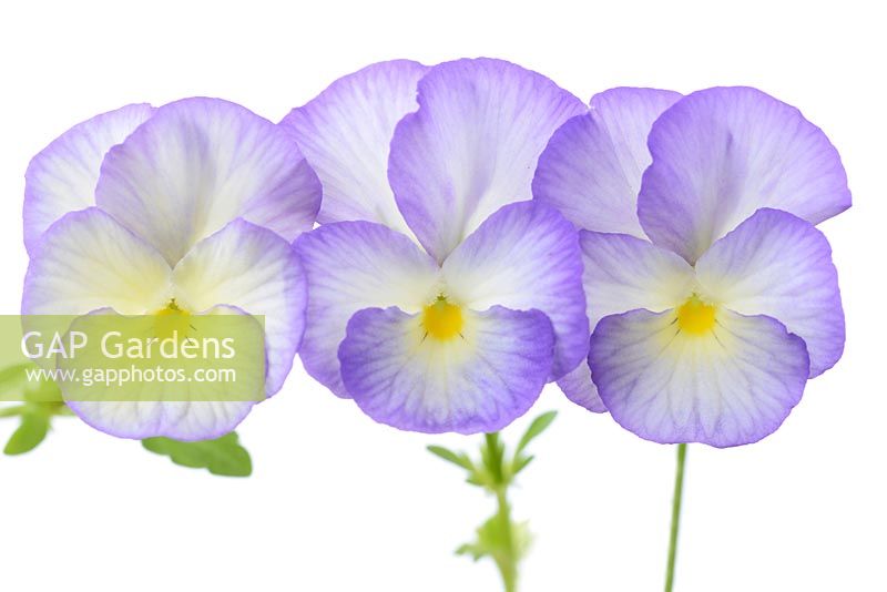 Viola 'Sweetheart '. La coloration mauve augmente dans certaines fleurs, probablement en raison de l'âge ou du climat