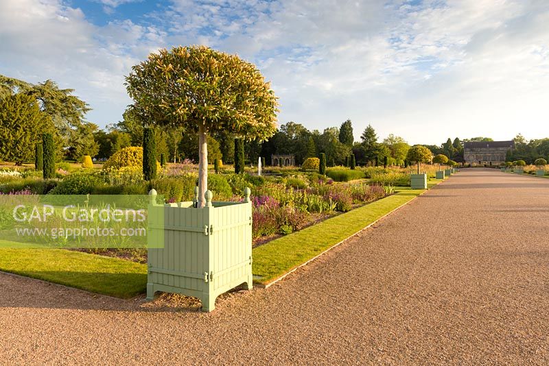 Juste après l'aube dans le jardin italien de Trentham Gardens, Staffordshire - conçu par Tom Stuart-Smith. La plantation comprend des lauriers portugais, Knautia macedonica, Penstemons, Phlomis et Stipa gigantea