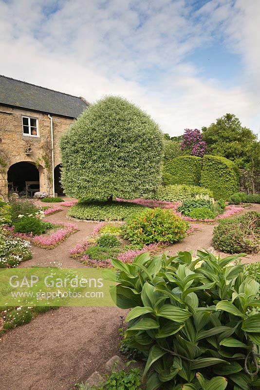 Une vue sur le jardin physique avec un point focal d'un Pyrus salicifolia coupé 'Pendula' et Veratrum viride en face - juin, Herterton House, Hartington, Northumberland, UK