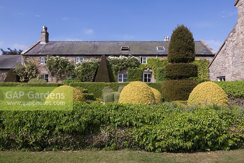 L'avant de Herterton House avec son jardin formel de formes topiaires coupées et Hedera Helix Arborescens - juin, Herterton House, Hartington, Northumberland, UK