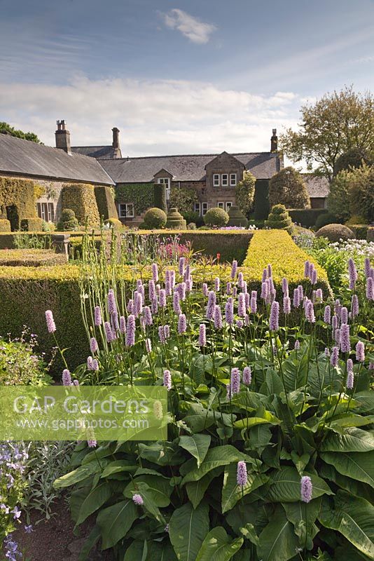 Persicaria bistorta 'Superba' avec le jardin de fleurs et maison avec des formes topiaires en utilisant des plantes et des fleurs de jardin et chalet et juin - Herterton House, Hartington, Northumberland, UK