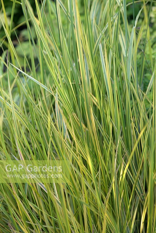 Alopecurus pratensis 'Aureovariegatus' - Golden Meadow Foxtail - juin, Herterton House, Hartington, Northumberland, Royaume-Uni