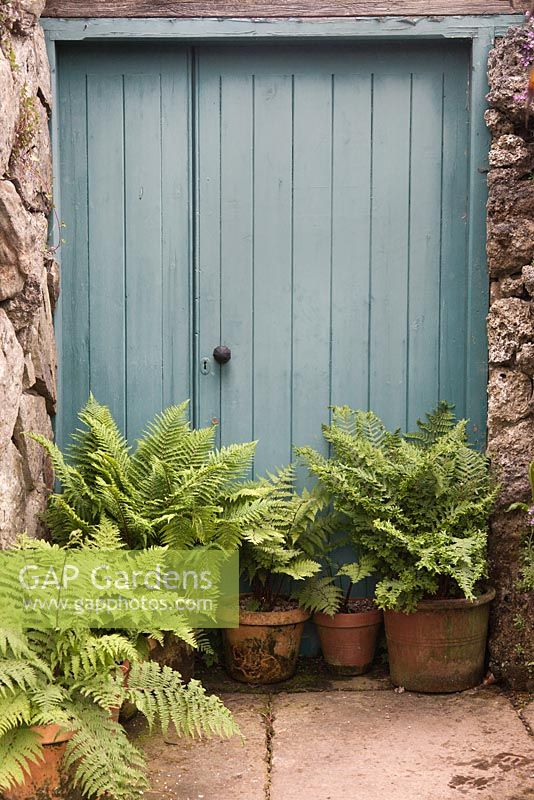Un groupe de fougères Dryopteris affinis dans des pots en terre cuite en face de porte en bois peint turquoise - juin, Northumberland