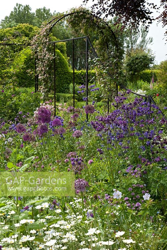 Alliums violets et aquilegia bleu dans le jardin de Hall Farm, Harpswell, près de Gainsborough, Lincolnshire.