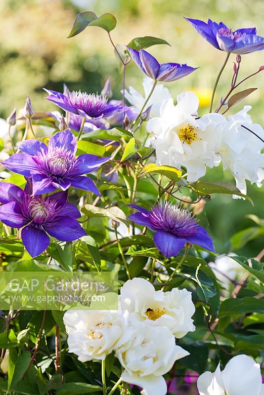Clematis patens 'Multi Blue' avec roses blanches