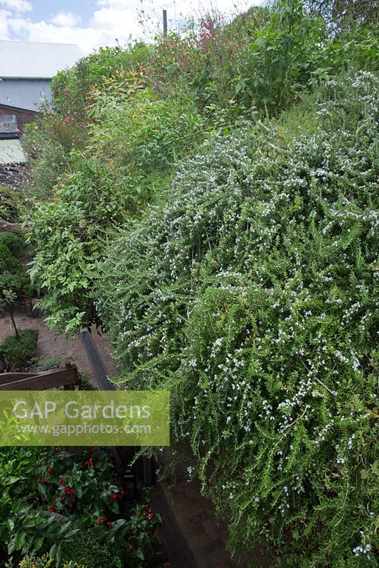 Un jardin sur le toit planté directement sur le toit avec une floraison en masse Rosmarinus officinalis, Romarin.