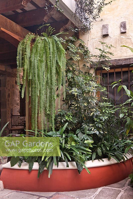 Parterre de béton surélevé en béton peint et peint de Clivia miniata et Schefflera arboricola 'Variegata' avec des fougères Nephrolepis exaltata dans le jardin de la cour