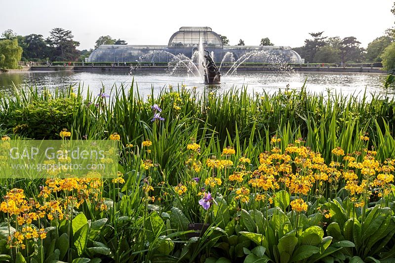 Le lac et la fontaine au Palm House à Kew Gardens, Londres, avec Primula bulleyana en premier plan