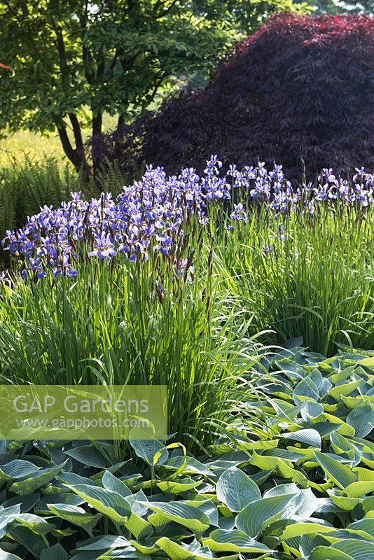 Iris sibirica 'Heavenly blue', Hosta - Tardiana Group 'Halcyon' - lys plantain et Acer palmatum 'Inaba-shidare' - érable japonais en arrière-plan