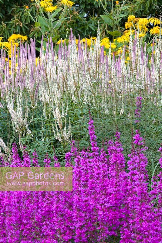 Un détail de plantation dans le labyrinthe floral à Trentham Gardens, Staffordshire, conçu par Piet Oudolf. Photographié en été, il présente des Veronicastrums et Lythrums