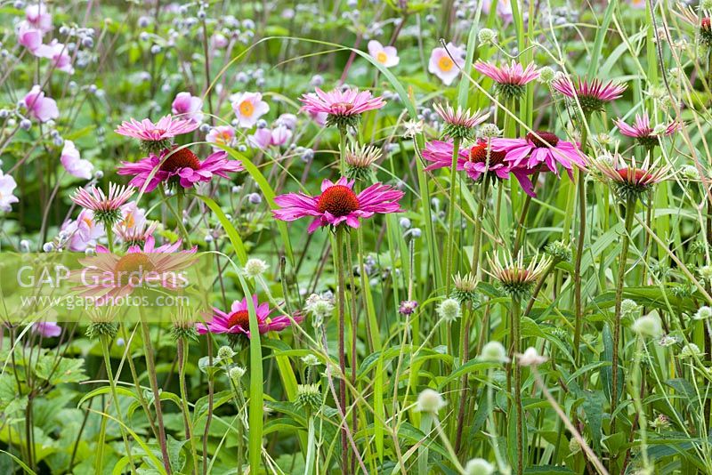 Un détail de la plantation dans le labyrinthe floral à Trentham Gardens, Staffordshire, conçu par Piet Oudolf. Les plantes photographiées en été comprennent les anémones japonaises et Echinacea purpurea