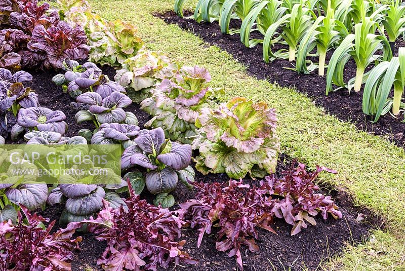 Légumes à feuilles colorées - Kohlrabi violet, laitue, Pak Choi et poireau dans le jardin d'allotissement, BBC Gardeners World Live 2016, concepteur: Jon Wheatley. RHS Flower Show Birmingham