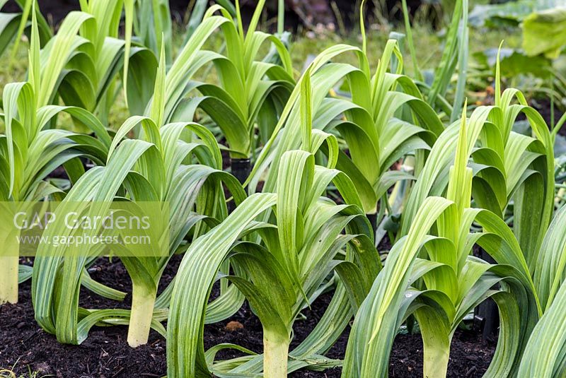 Allium 'Yorkshire Green '. Des rangées de poireaux dans le jardin familial, BBC Gardeners World Live 2016, concepteur: Jon Wheatley. RHS Flower Show Birmingham
