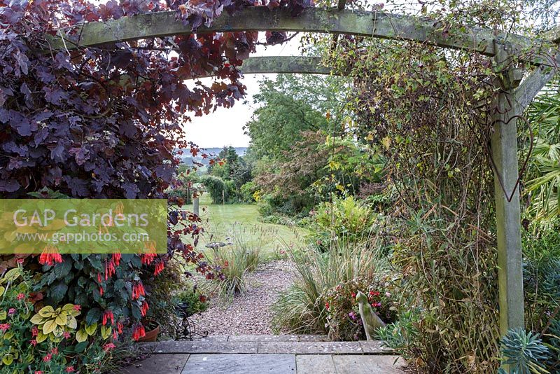 Little Ash Garden, Fenny Bridge, Devon. Vue à travers l'arc en bois planté de Vitis vinifera 'Purpurea', Fuchsia 'Insulinde' en pot en dessous