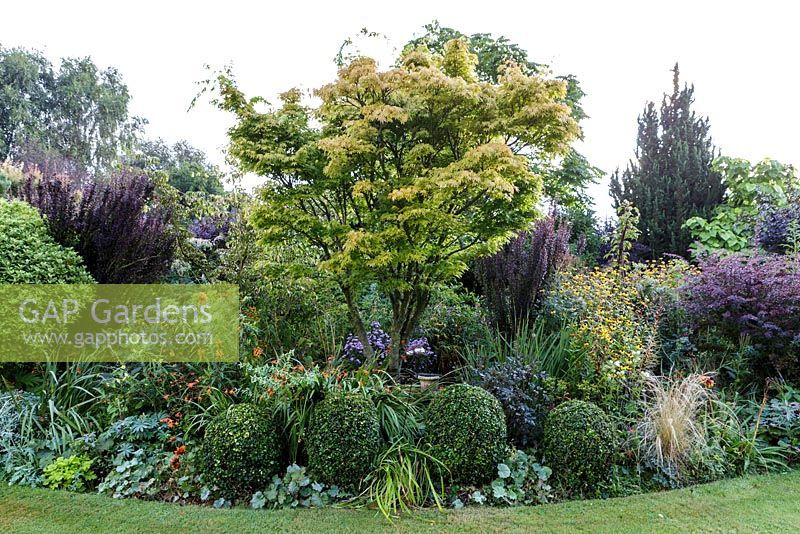 Little Ash Garden, Fenny Bridge, Devon. Jardin d'automne. Un parterre de fleurs arbustif profond avec Acer palmatum fournissant la hauteur