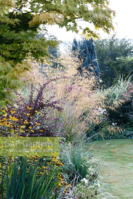 Little Ash Garden, Fenny Bridge, Devon. Jardin d'automne. Parterres d'automne avec Rudbeckia triloba et Stipa gigantea