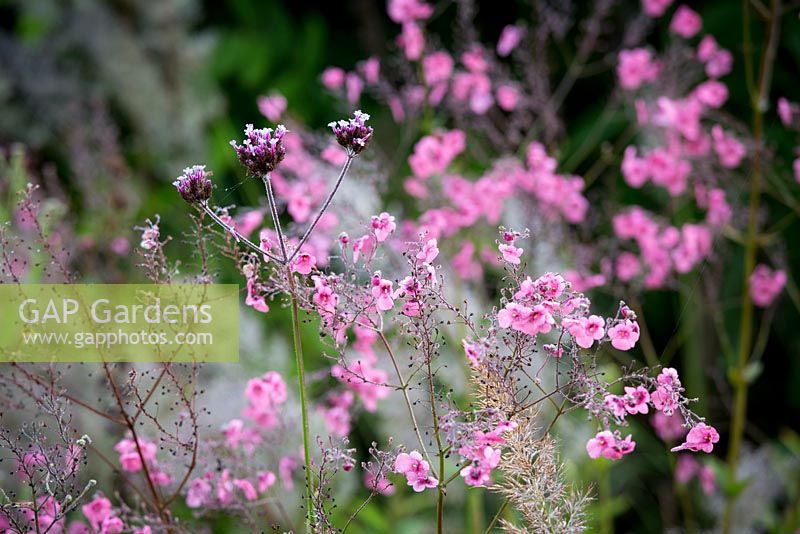 Little Ash Garden, Fenny Bridge, Devon. Jardin d'automne. Diascia personata et Verbena bonariense en parterre de fleurs rose
