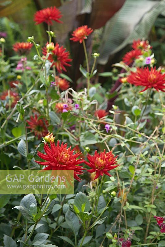 Dahlia 'Karma Red Corona' en parterre de fleurs tropicales mixtes avec Ensete ventricosum 'Maurellii' derrière - Octobre, Abbeywood Gardens, Cheshire