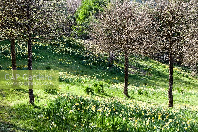 Le pré avec Narcissus et Corylus colurna a poussé en tant que standards venant juste de devenir des feuilles. Veddw House Garden, Monmouthshire, Pays de Galles du Sud. Mars 2017. Jardin conçu et créé par Charles Hawes et Anne Wareham