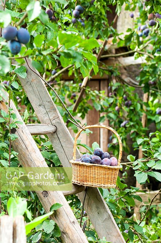 Récolte de prunes Quetsches dans un jardin, France, Eté