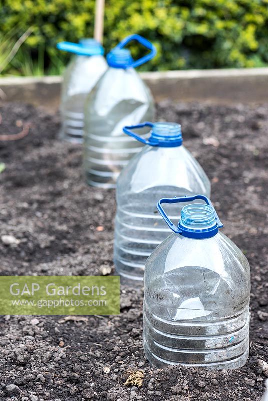 Semis de laitue protégés par des bouteilles en plastique recyclées
