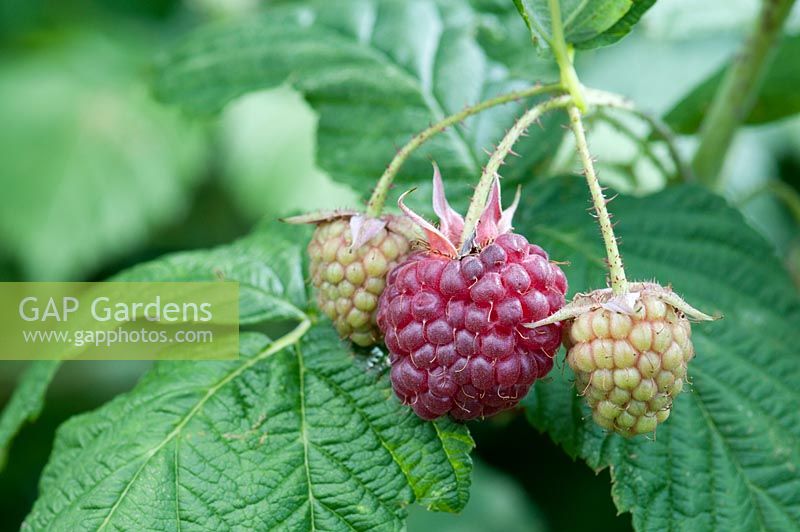 Rubus idaeus 'Autumn Bliss' - Framboise