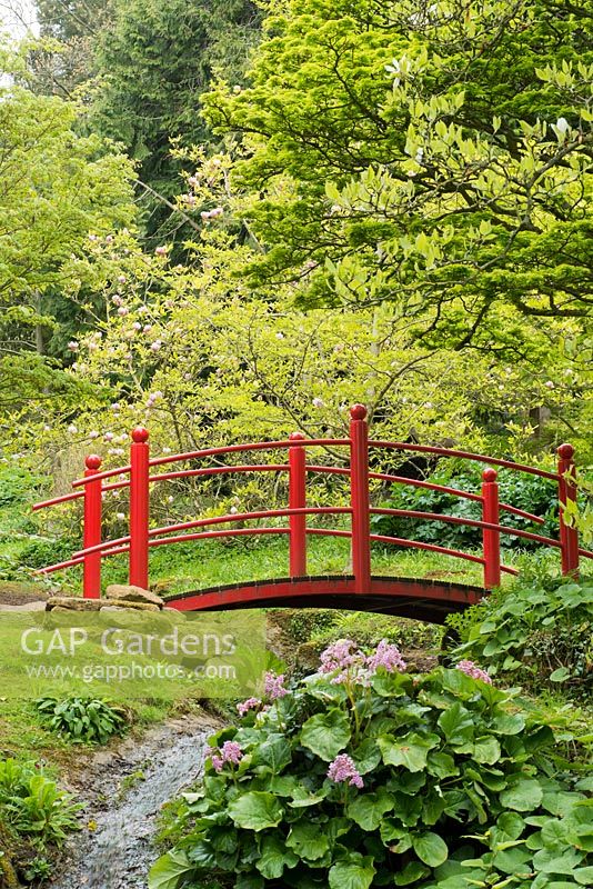 Pont de style japonais rouge sur un ruisseau avec Bergenia et Magnolia en arrière-plan