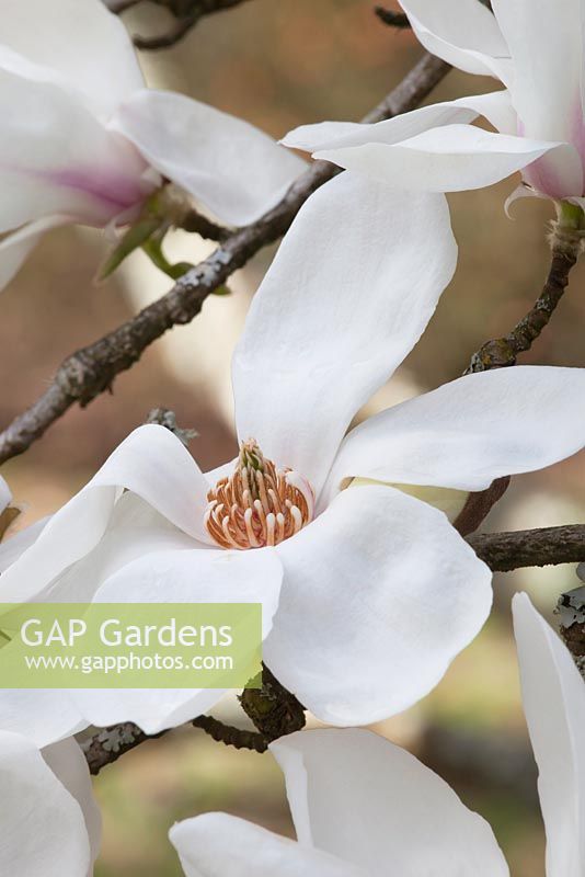 Magnolia stellata 'Norman Gould' - Vue rapprochée d'une seule fleur