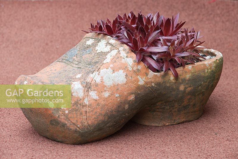 Sempervivum planté dans un sabot d'argile