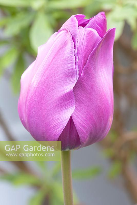 Tulipa 'Purple Prince' - vue rapprochée d'une seule floraison fermée