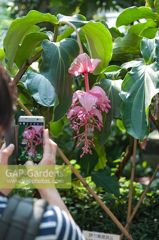 Un visiteur de Hong Kong Park prend une photo de Medinilla magnifica