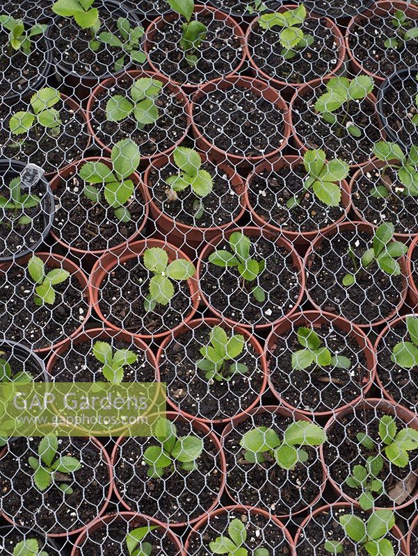 Semis d'Helleborus au printemps protégés par des fils d'oiseaux, de lapins, de souris
