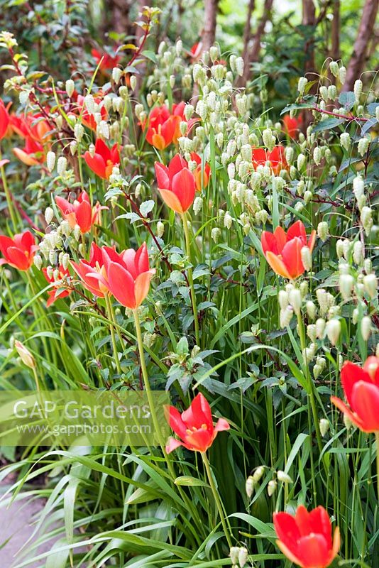Plantation avec une plus grande herbe tremblante Briza maxima et une tulipe Sprenger Tulipa sprengeri. Fin du printemps, Great Dixter.