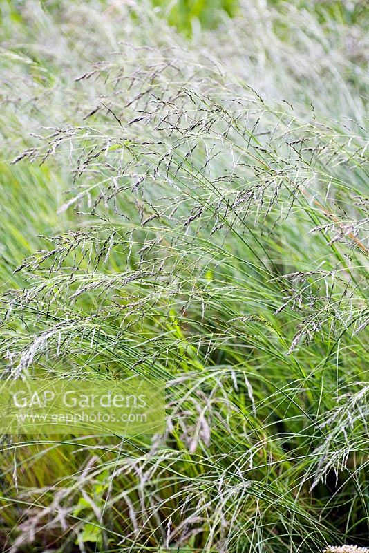 Eragrostis trichodessand lovegrass, mi-été