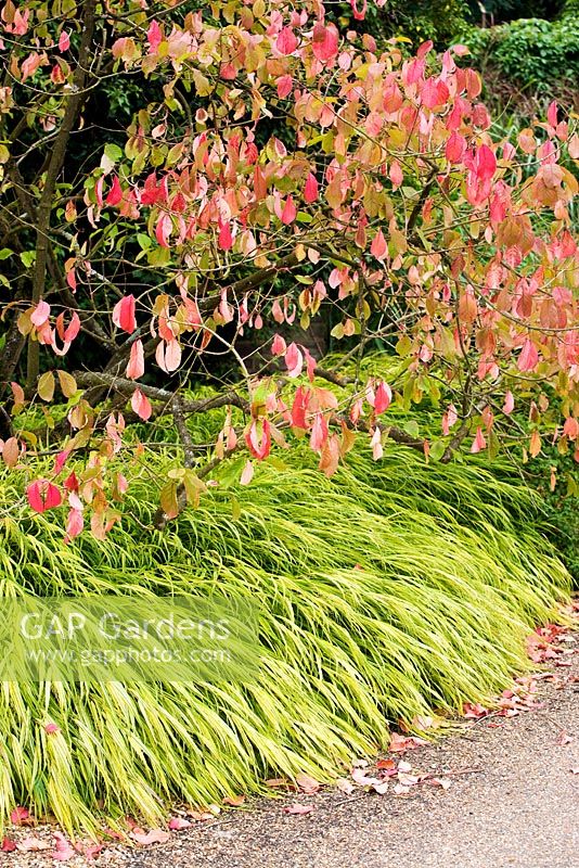 Hakonechloa macra 'Alboaurea' - herbe forestière japonaise dorée et Euonymus hamiltonianus 'Red Chief', fin de l'été, RHS Wisley