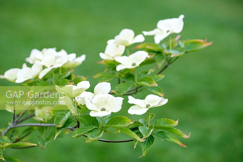 Cornus elwinortonii Starlight ', syn. Cornus' Starlite ', Cornus kousa x nuttallii