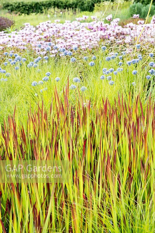 Imperata cylindrica 'Rubra' avec Allium caeruleum et Monarda bradburiana derrière