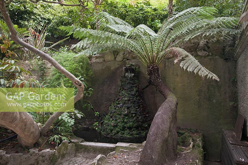 Fontaine d'eau grotte avec fougère arborescente antique avec racine de contrefort - La Quinta da Regaleira, Sintra, Portugal