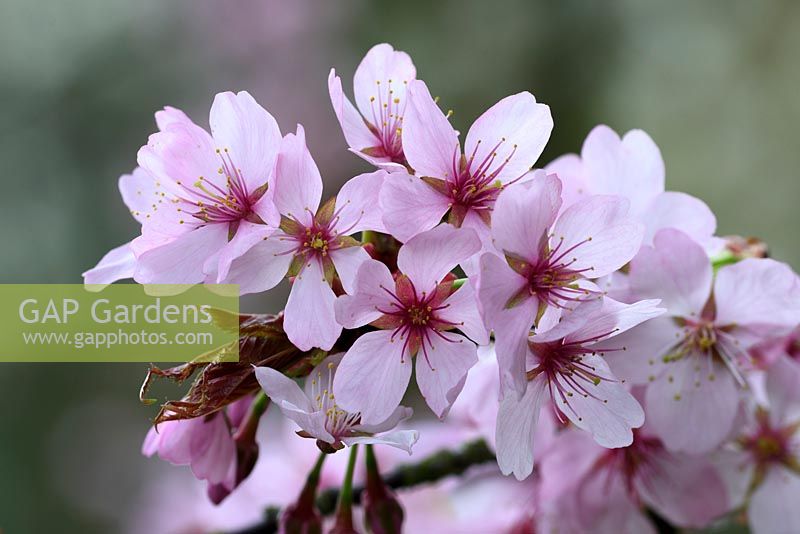 Prunus sargentii - Cerise de Sargent montrant des fleurs rose rose