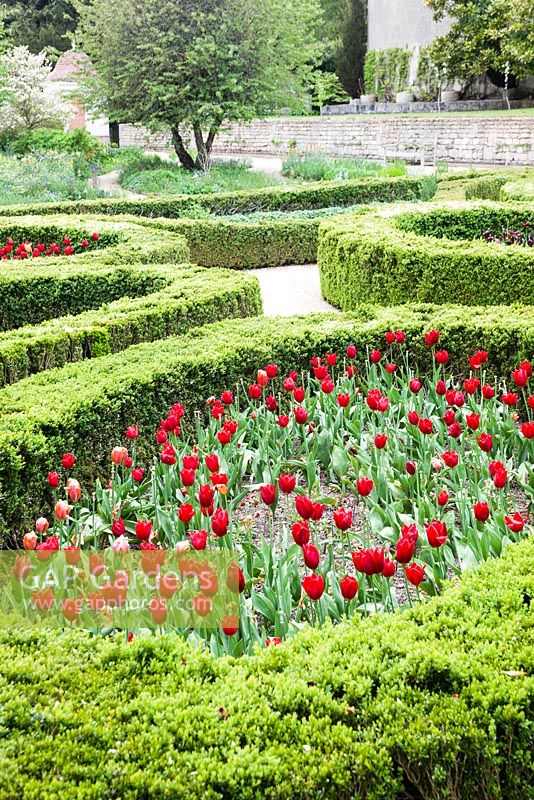 Le jardin de Mount Vernon. Tulipes plantées dans des enclos de haies de Buxus sempervirens. L'American Museum, Bath. Mai