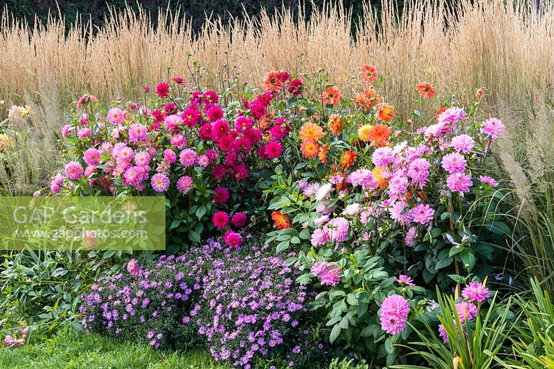 Parterre d'automne avec des dahlias de droite à gauche - 'Gretchen Hein', 'Lucky Devil', 'Purple Cottesmore' et 'Pink Loveliness '. Bouquets d'Aster novi-belgii' Waterperry '.