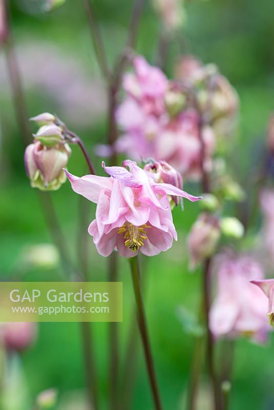 Aquilegia vulgaris, Granny's bonnets ou Columbine, une plante herbacée vivace auto-ensemencée, fleurissant en juin