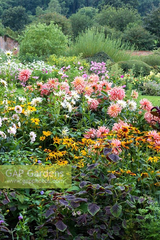 Un parterre de fleurs coloré de fin d'été Dahlia 'Préférence', Dahlia 'Ice Queen' et Rudbeckia hirta.