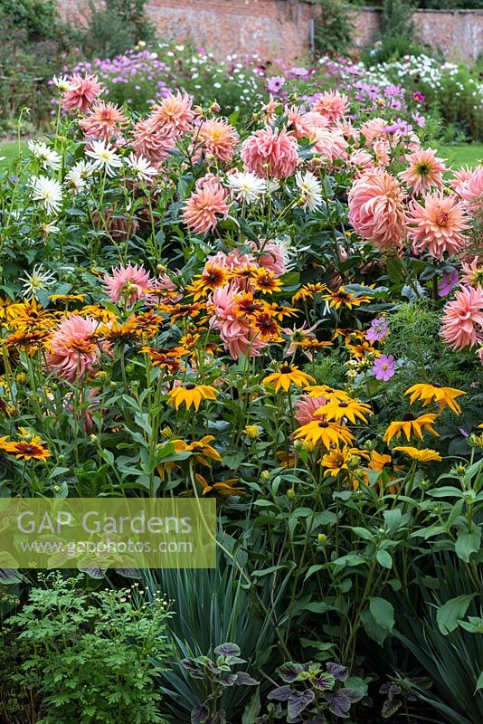 Un parterre de fleurs coloré de fin d'été Dahlia 'Préférence', Dahlia 'Ice Queen', Rudbeckia 'Couleurs rustiques' et Rudbeckia hirta.